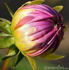 Dahlia Bud Close Up Purple Dahlia Dahlia Flower Dahlia