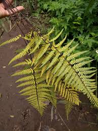 Image result for Pityrogramma aurantiaca