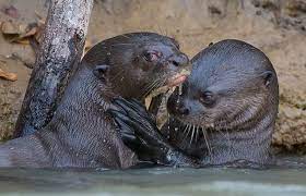 Giant Otters Pteronura Brasiliensis Big Animals Animals Otters