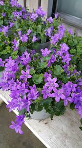 Campanula Container Gardening Flowers Flower Garden Flowers
