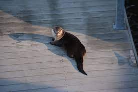 River Otters On Lake Washington In Seattle Steve Perrin Photo Lake Photos Lake San Juan Islands