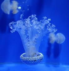 L'8 giugno si celebra la giornata mondiale degli oceani voluta dall'onu per sensibilizzare l'opinione pubblica sull'inquinamento marino. 8 Giugno Giornata Mondiale Degli Oceani L Acquario Di Genova Ci Fa Viaggiare Tre Un Oceano E L Altro Medusa Phylloriza Punctata Mapio Net