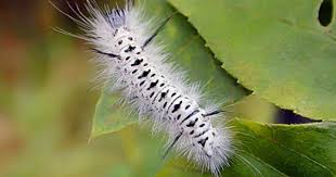 Black And Yellow Hairy Caterpillar Uk Don T Let Your Kids Play With This Caterpillar Poisonous Bugs Poisonous Caterpillars Caterpillar Caterpillar Insect