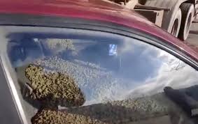 Maybe you would like to learn more about one of these? Berang Isteri Buat Benda Bangang Lelaki Tuang Bancuhan Simen Ke Dalam Keretanya