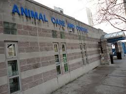 Want to know more about working here? Animal Adoption Centers In Nyc Part Ii New York Social Diary