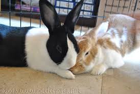The house rabbit society claims the average cost of a spay is $250. Why And When You Should Neuter Or Spay Your Rabbit The Benefits The Risks And The Cost Animalwhoop