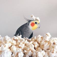 Birds Flying High Lyrics Lil Wayne Cockatiel In Popcorn If You Want To Feed Your Bird Popcorn Just Make Sure It S Is Unsweetened And Salt Free Cute Birds Pet Birds Cockatiel