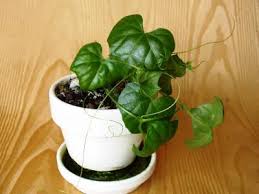 Image result for Zehneria scabra