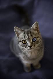 Likes Tumblr Beautiful Cats Unique Cats Cats