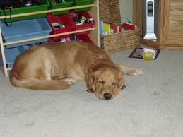 English cream golden retriever puppies $0 (hou) pic hide this posting restore restore this posting. Craigslist Green Bay Pets Post
