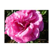 Stunning and divine, producing the most beautiful large flat cupped mauve pink frilled edged blooms with purple edging, superb fragrance and young purple semi glossed foliage turning to a complimentary deep olive green with age. Rose Yves Piaget Gpt Keitsupiatsu
