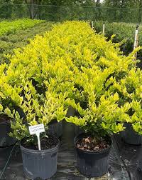 Image result for Ligustrum