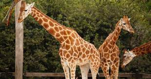 L A Zoo And Botanical Gardens Oakland Zoo Colorado Springs Vacation Wild Adventures