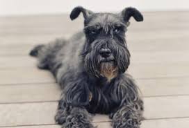 Once the litter you are looking for appears, please make sure you click on the breed name to find out. Miniature Schnauzer Full Profile History And Care