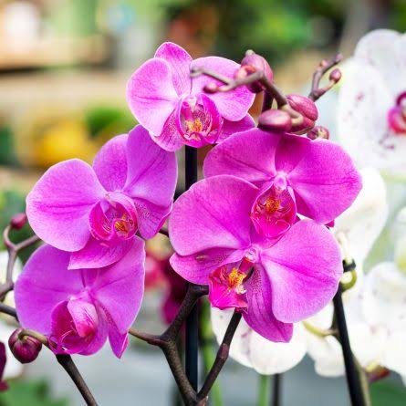 Orquídea premium