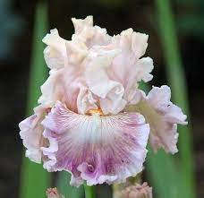 Pin On Exotic Flowers