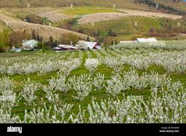 Orchards
