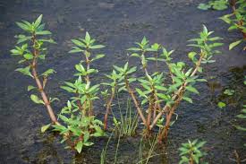 Image result for Bergia pentheriana