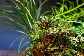 Image result for Selaginella nivea