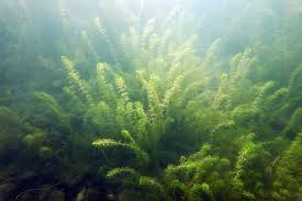 Image result for Hydrilla verticillata