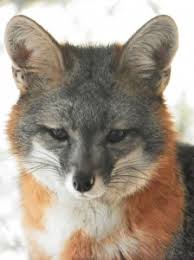 Grey Fox – Big Bear Zoo