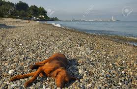 Hier können sich sowohl gäste von mehrsternehotels, als auch einfache touristen sonnen. Hund Liegt Am Strand In Der Nahe Von Batumi Lizenzfreie Fotos Bilder Und Stock Fotografie Image 72243636