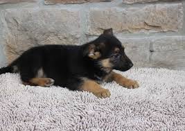 This is the price you can expect to pay for the german shepherd breed without breeding rights. Sandy Female Akc German Shepherd Puppy For Sale In Indiana Germanshepherd Germanshepherdpupp Puppies Cute German Shepherd Puppies German Shepherd Puppies
