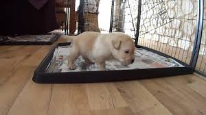 Diese bauanleitung zeigt, wie es geht. Mayfieldgarden 171 Welpentoilette Funkioniert Die Beste Welpentoilette Hundetoilettentraining Youtube