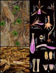 Image result for Nervilia