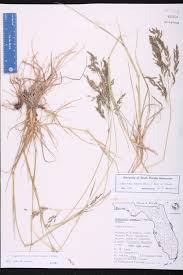 Image result for Eragrostis atrovirens