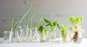 Check spelling or type a new query. How To Grow Fruits Vegetables From Food Scraps Eatingwell