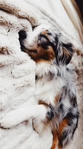 Australian Shepherd Dog Breed Information Popular Pictures Cute Baby Animals Cute Animals Australian Shepherd Dogs