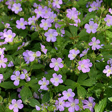 Image result for Geranium aculeolatum