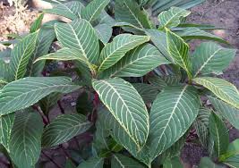 Image result for Sanchezia speciosa