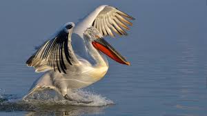 Pelicans belong to the genus pelecanus in the family pelecanidae or the order pelicans have a lifespan of 10 to 30 years in the wild; Pelican Symbolism Dreams And Messages Spirit Animal Totems
