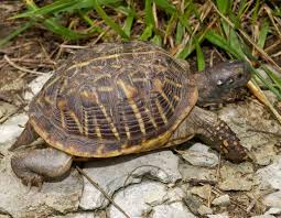 Ornate Box Turtle Mdc Discover Nature