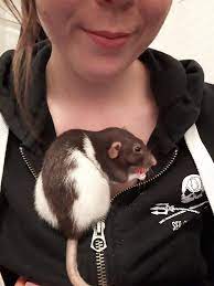 I Want Her Back Aww Cute Rat Cuterats Ratsofpinterest Cuddle Fluffy Animals Pets Bestfriend Ittssofluffy Boopthesnoot Cute Rats Pet Rats Small Pets