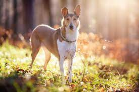 A responsible breeder would have well socialised their puppies which always leads to more outgoing, confident and friendly dogs right from the word go. Smooth Collie Zooplus Magazine