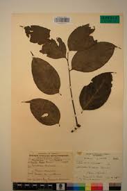 Image result for Panda oleosa