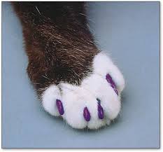 Process time can range from five to gently slide the nail cap with glue onto the cat's claw. Soft Claws Purple Cat Nail Caps Smartpractice Veterinary