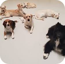 Dog boarding kennels provide your dog a safe and secure place to call their home away from home while you are away. Best Affordable Dog Boarding Service In Dubai Uae Romis Home
