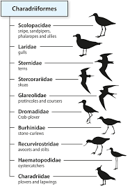 Animal taxonomy chart | edrawmax editable template. Naming Birds Bird Taxonomy And Identification Kuwaitbirds Org