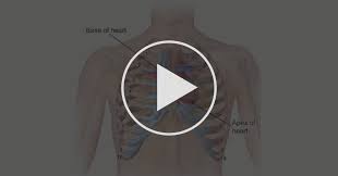 The heart is a muscle, and its overall function is to pump blood through the circulatory system of the body consistently. The Heart Anatomy And Function Our Heart And Cardiovascular System Coursera