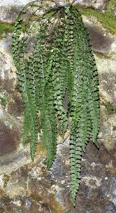 Image result for Asplenium ceii