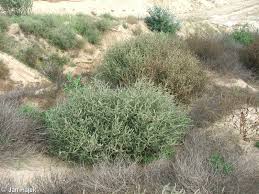 Image result for Salsola kali