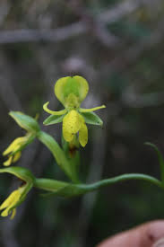 Image result for Habenaria humilior