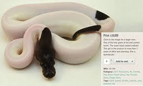 Axanthic ball pythons for sale in the united states. The 16 000 Snake Spectacular Super Black Pastel Piebald Bred Over Seven Years Goes On Sale For Incredible Sum Daily Mail Online