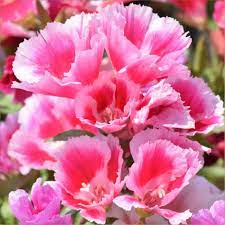 Godetia Flowers We Love Flower Style Magazine