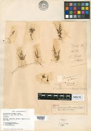 Image result for Crepidomanes chevalieri