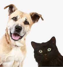 Pictures Of Dogs And Cats Dog Cat Animal Png And Vector With Transparent Background For Free Download Imagenes De Perros Perro Gato Animal Domestico